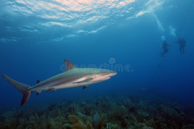 Tubarão-preto Carcharhinus Sinônimos Sobre O Recife De Coral Foto de Stock  - Imagem de animal, dentes: 157704248