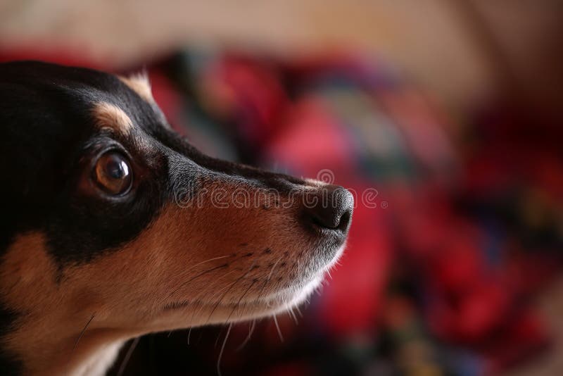 O Perfil Triste Do Olho De Um Cão Preto Pequeno Foto de Stock