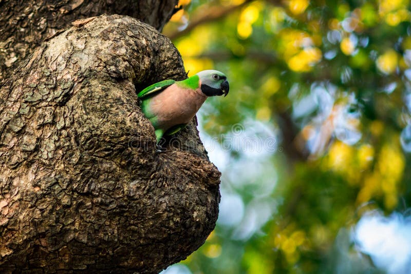 O periquito fotografia de stock