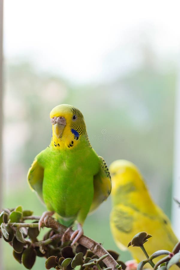 O periquito australiano senta-se em um ramo O papagaio verde-é colorido brilhantemente O papagaio do pássaro é um animal de estim foto de stock O periquito australiano senta-se em um ramo O papagaio verde-é colorido brilhantemente O papagaio do pássaro é um animal de estim foto de stock