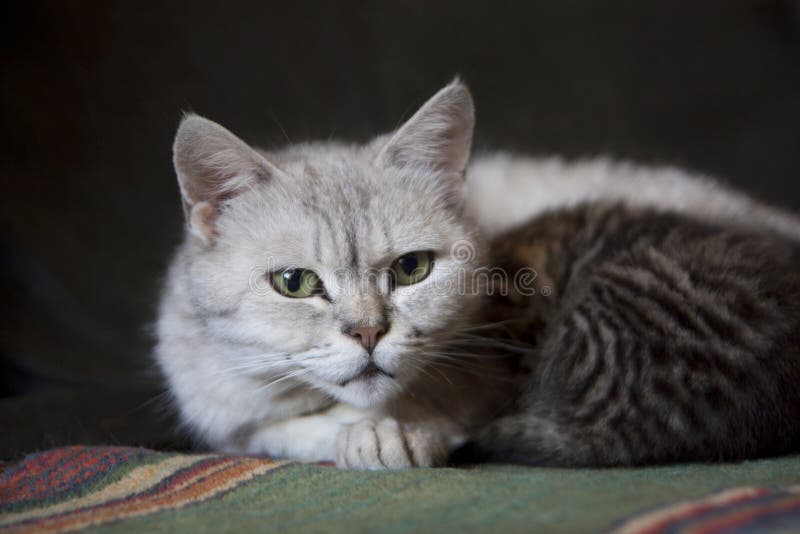 O pisică de argint cu ochi verzi care se uită adânc în cadru întinsă pe covor lângă pisicuțele ei mici, de masă royalty free stock photos