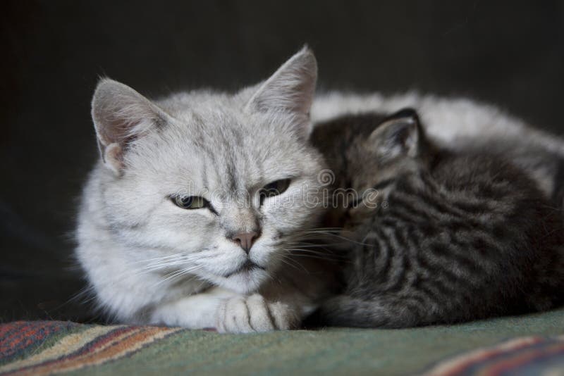 O pisică de argint cu ochi verzi se află ghemuit pe covor lângă pisicuțele ei mici de tabby royalty free stock photo