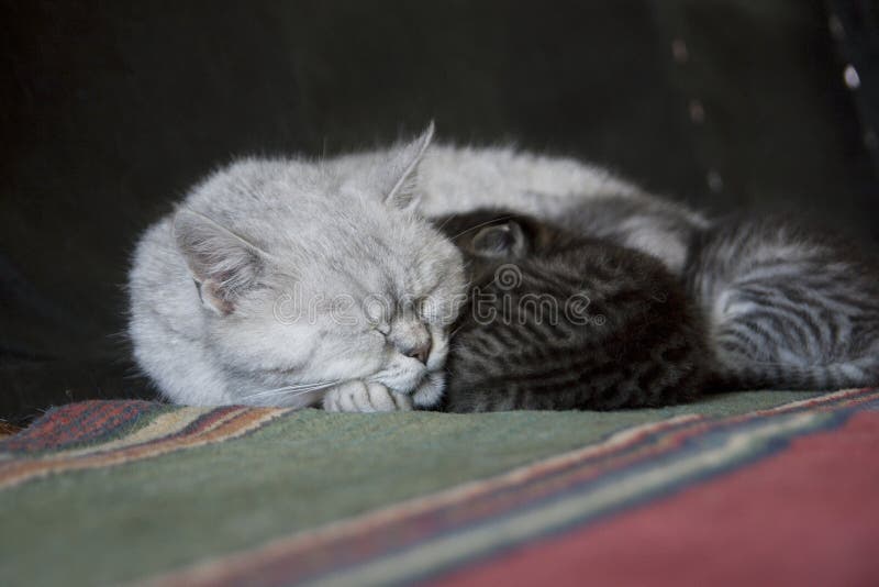 O pisică de argint doarme lângă pisicuțele ei de tabby stock images