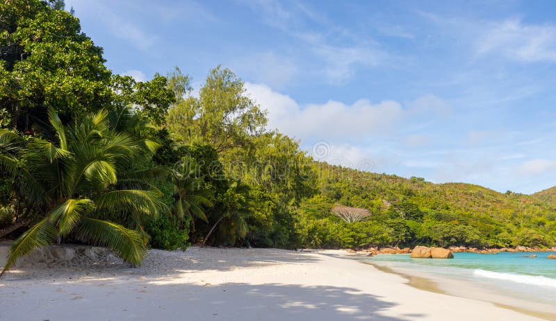 O plajă tropicală senină cu nisip alb moale și palmieri verzi vibranți royalty free stock photo