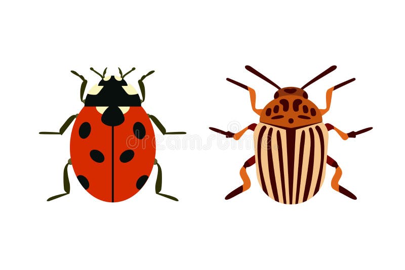 O plano do ícone do inseto isolou a formiga do besouro dos erros do voo da natureza e o gafanhoto da aranha dos animais selvagens ilustração stock O plano do ícone do inseto isolou a formiga do besouro dos erros do voo da natureza e o gafanhoto da aranha dos animais selvagens ilustração stock