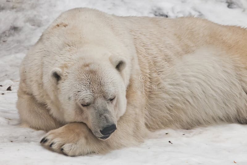 O poder dorme urso polar poderoso encontra-se na neve, close-up