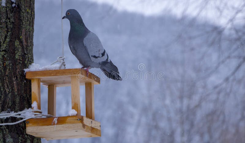 O pombo em uma calha de alimentação no inverno foto de stock royalty free O pombo em uma calha de alimentação no inverno foto de stock royalty free
