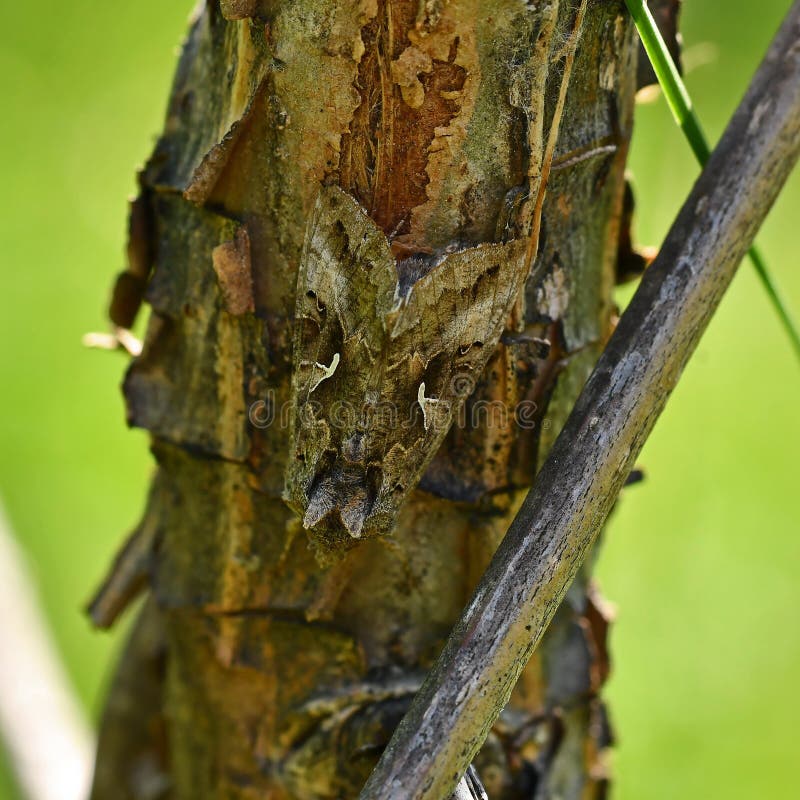 O poço da gama de Gammafly Autographa camuflou imagem de stock O poço da gama de Gammafly Autographa camuflou imagem de stock