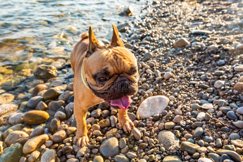 O pug adorável esteja feliz na praia Conceito das férias imagem de stock O pug adorável esteja feliz na praia Conceito das férias imagem de stock