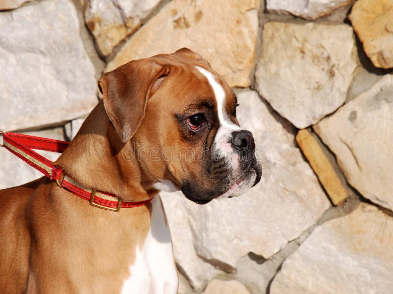 O pugilista alemão 03 imagem de stock royalty free