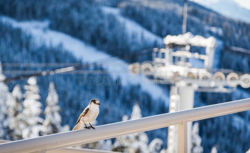 O pássaro empoleirou-se em uns trilhos com uma torre da telecadeira no fundo foto de stock O pássaro empoleirou-se em uns trilhos com uma torre da telecadeira no fundo foto de stock