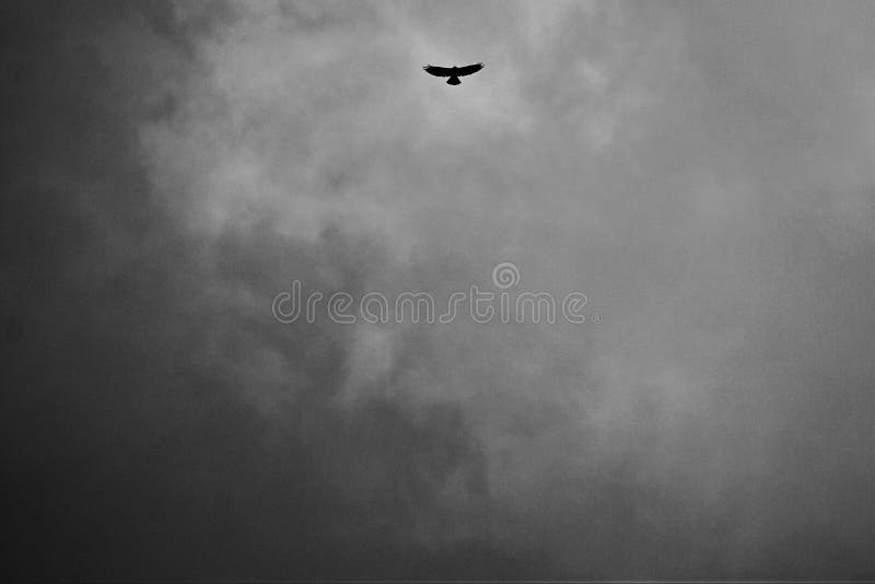 O pássaro predador voa na luz da tempestade imagens de stock O pássaro predador voa na luz da tempestade imagens de stock