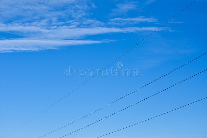 O pássaro senta-se nos fios da linha elétrica contra o céu azul foto de stock O pássaro senta-se nos fios da linha elétrica contra o céu azul foto de stock