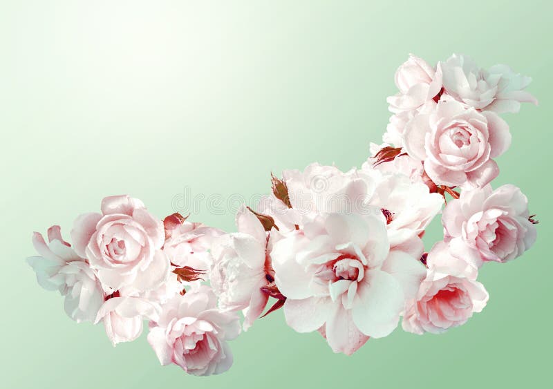 O quadro horizontal bonito com um ramalhete das rosas brancas com chuva deixa cair Vintage que tonifica a imagem