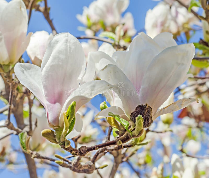 O ramo branco da magnólia floresce, flores da árvore, fundo do céu azul