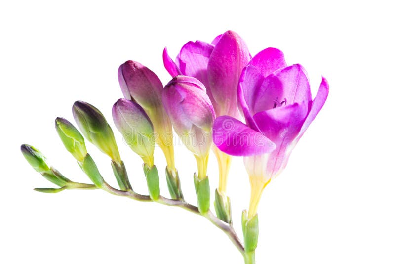 O ramo da frésia roxa com flores e botões, isolado sobre imagens de stock O ramo da frésia roxa com flores e botões, isolado sobre imagens de stock