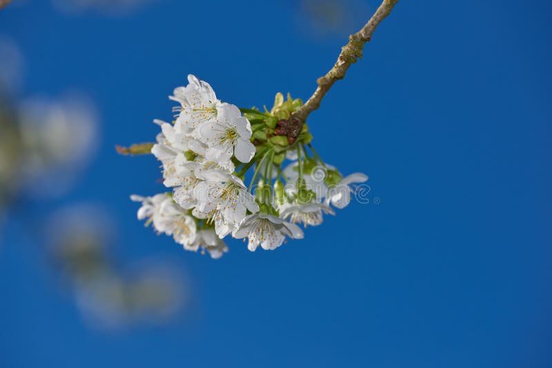 O ramură de flori de măr alb pe fond albastru. unghi scăzut de pom fructifer înflorit delicat stock image