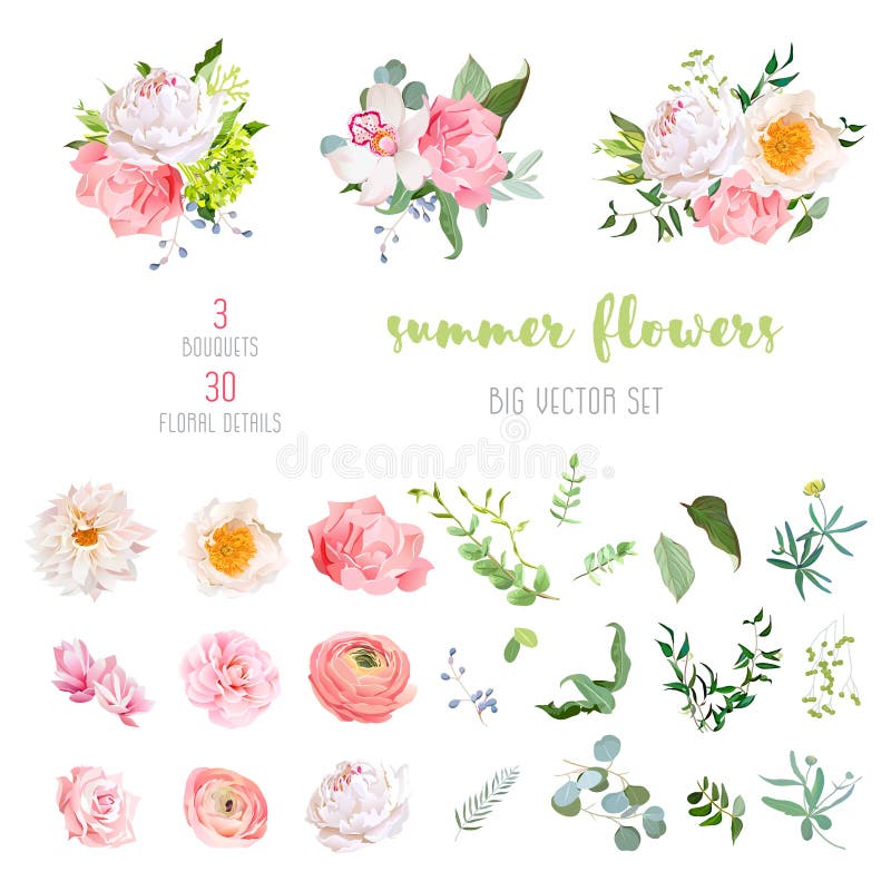 O ranúnculo, aumentou, peônia, dália, camélia, cravo, orquídea, flores da hortênsia e coleção grande do vetor das plantas decorat ilustração stock