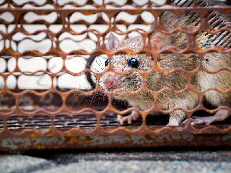 O rato consistia em um travamento da gaiola o rato tem o contágio a doença aos seres humanos tais como a leptospirose, praga Casa imagem de stock O rato consistia em um travamento da gaiola o rato tem o contágio a doença aos seres humanos tais como a leptospirose, praga Casa imagem de stock