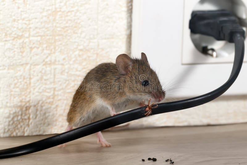 O rato do loseup do de Ñ rói o fio em uma casa de apartamento no fundo da parede e da tomada elétrica foto de stock O rato do loseup do de Ñ rói o fio em uma casa de apartamento no fundo da parede e da tomada elétrica foto de stock
