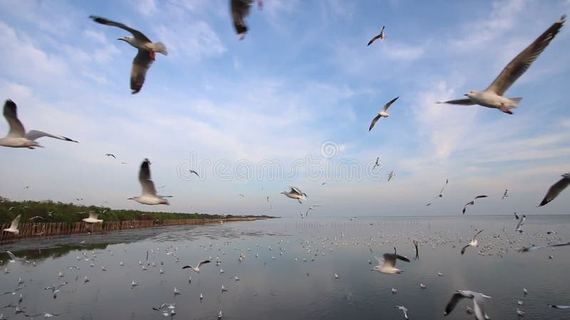 O rebanho das gaivotas voa em cima