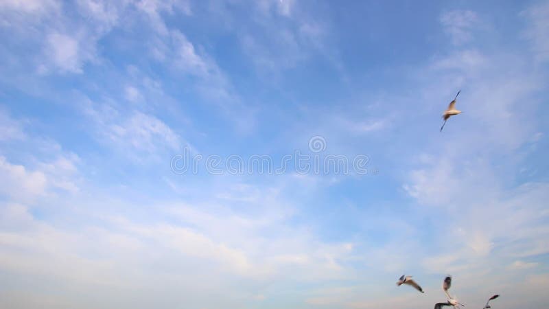 O rebanho das gaivotas voa em cima