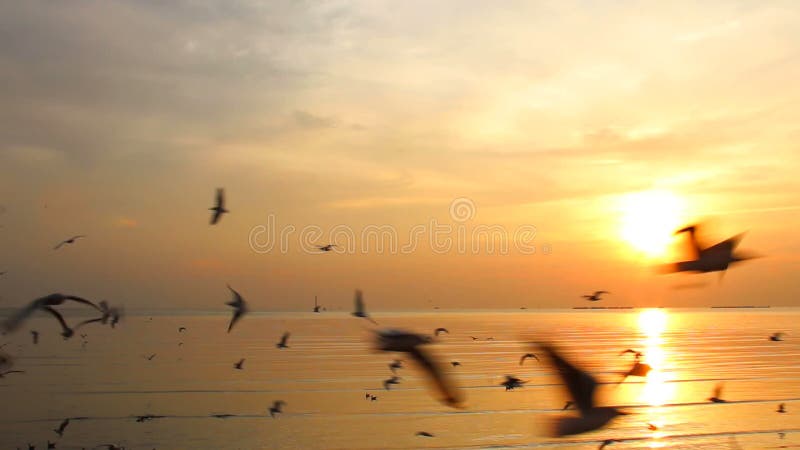 O rebanho das gaivotas voa no por do sol