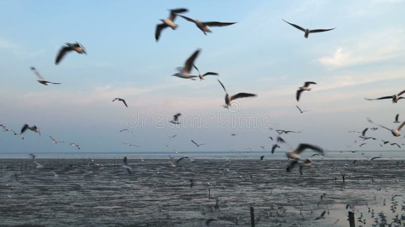 O rebanho das gaivotas voa sobre o mar