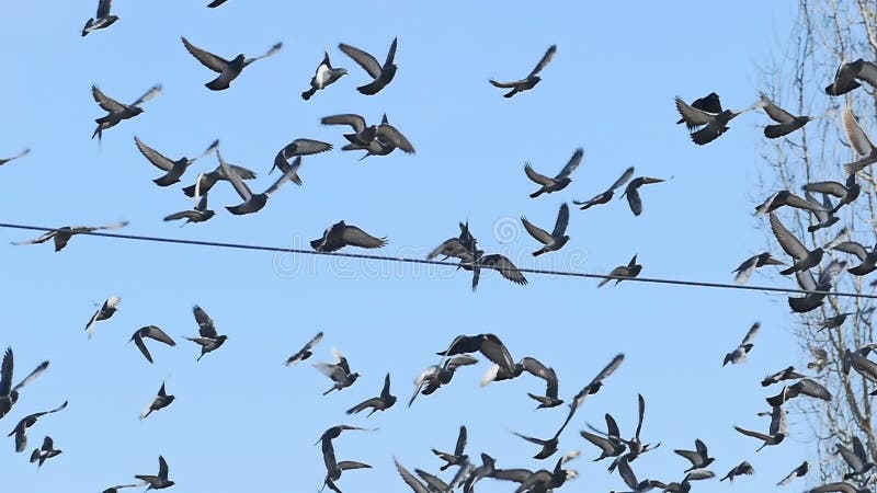 pombo on X: Adquira um PC de alto desempenho no precinho levando