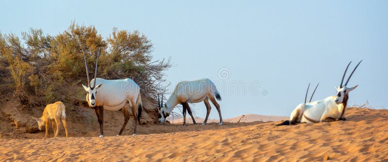 O rebanho do oryx árabe, igualmente chamou o leucoryx branco do Oryx do oryx no deserto perto de Dubai, UAE fotos de stock O rebanho do oryx árabe, igualmente chamou o leucoryx branco do Oryx do oryx no deserto perto de Dubai, UAE fotos de stock