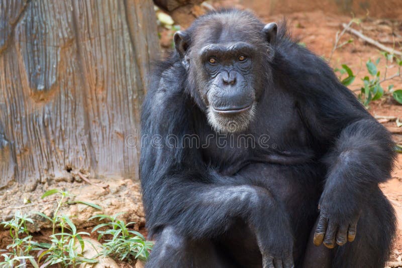 Macaco Chimpanzé Retrato Ao Ar Livre Foto de Stock - Imagem de dentes,  animal: 272533470