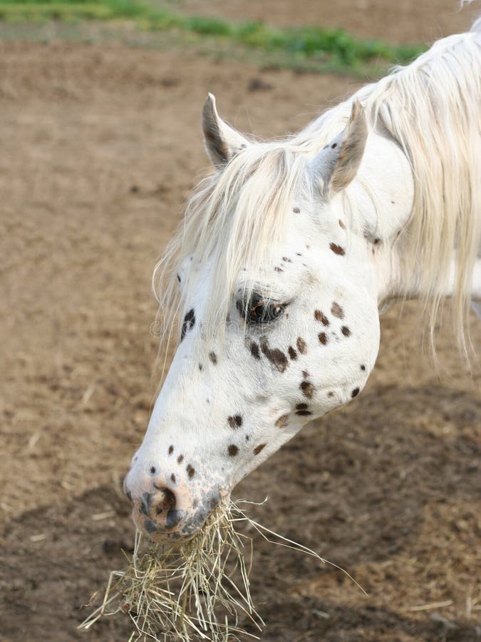 O retrato de um branco bonito manchou o cavalo que come o feno fotografia de stock O retrato de um branco bonito manchou o cavalo que come o feno fotografia de stock