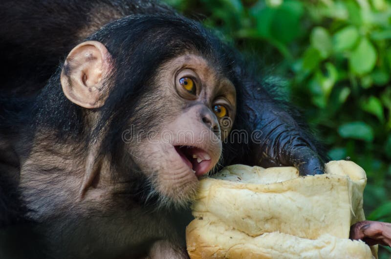 O retrato do bebê do chimpanzé que alimenta no naco de pão em montanhas de Afi fura o rancho, Nigéria imagem de stock O retrato do bebê do chimpanzé que alimenta no naco de pão em montanhas de Afi fura o rancho, Nigéria imagem de stock
