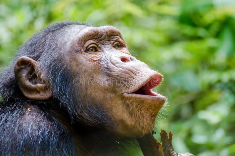 Bebê macaco chimpanzé atrás das grades