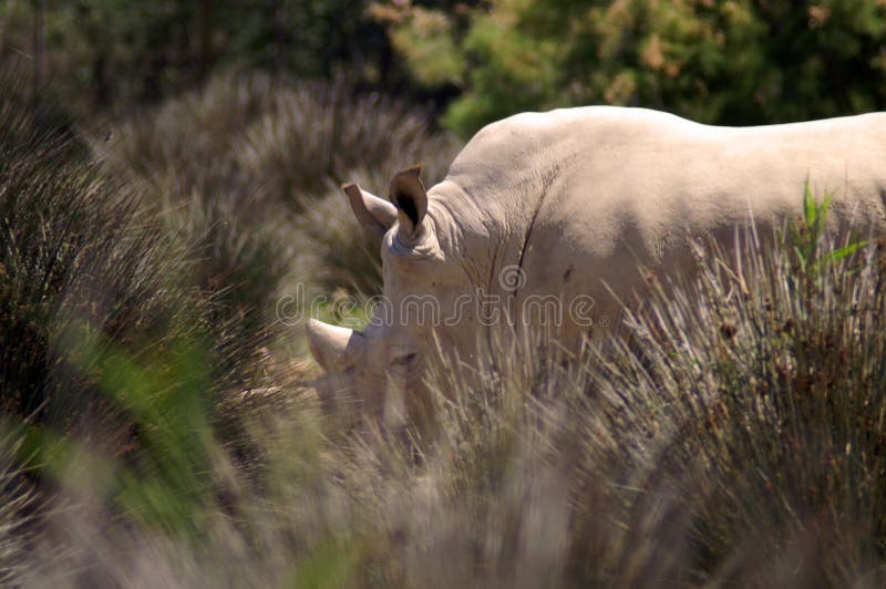 O rinoceronte branco ou o rinoceronte quadrado-labiado são a espécie extant a maior de rinoceronte
