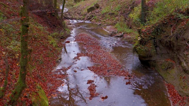 O rio calmo flui em uma floresta bonita do outono