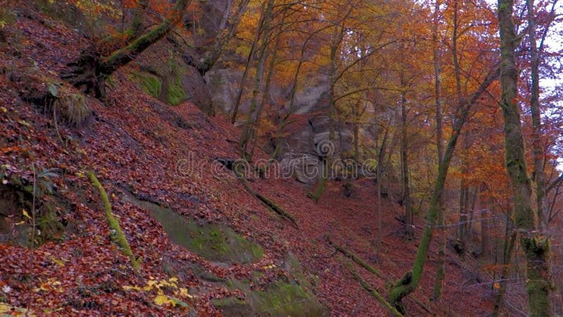 O rio calmo flui em uma floresta bonita do outono