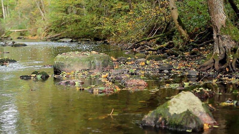 O rio do outono flui ao longo das pedras das raizes das árvores