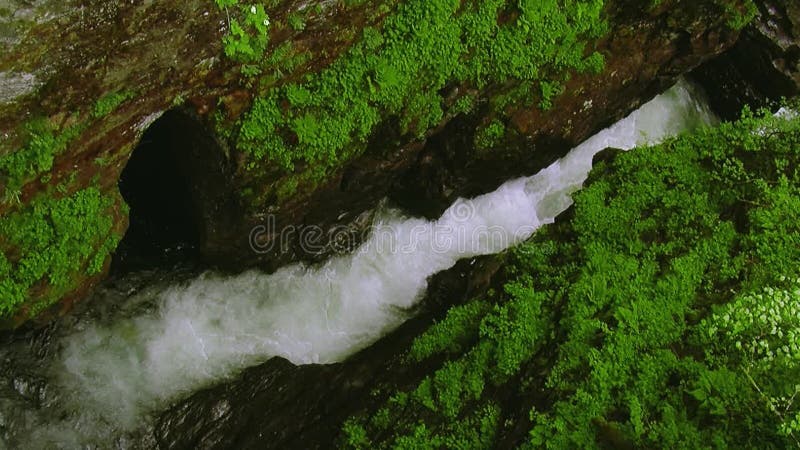 O rio flui entre pedras nas montanhas cobertas pelas hortaliças Água desobstruída Respingo córrego nave
