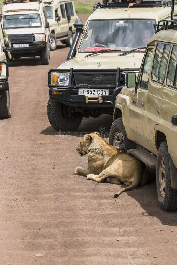 O safari do jipe em África, viajantes fotografou o leão fotografia de stock O safari do jipe em África, viajantes fotografou o leão fotografia de stock