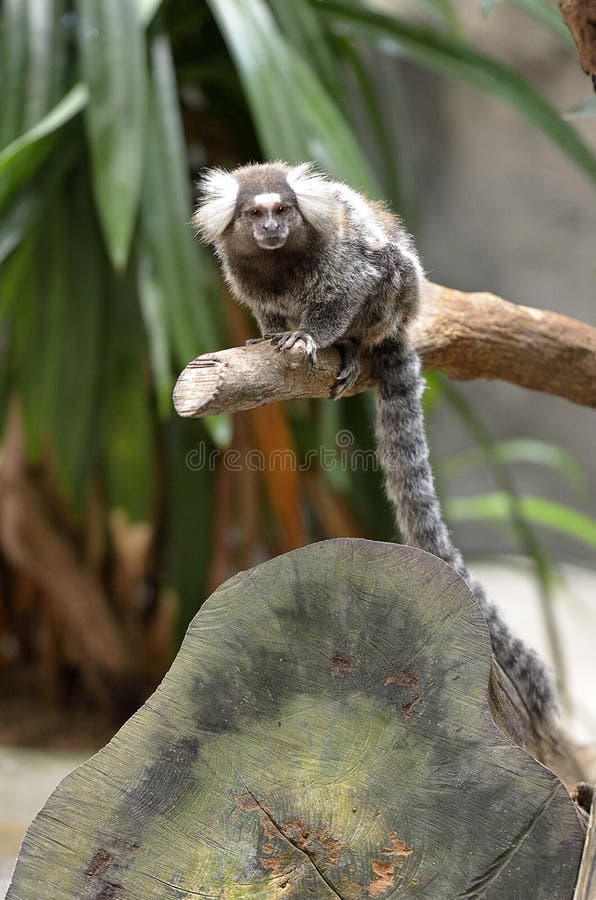 macaco pequeno sagui Photos