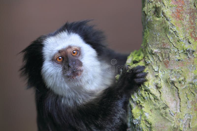 Detalhe Do Macaco-sagui Na árvore. Foco Seletivo Imagem de Stock - Imagem  de primata, animal: 202424853