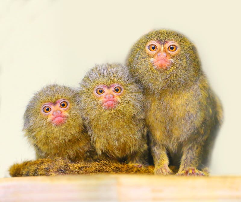 Bebê Branco-dirigido Do Sagui Foto de Stock - Imagem de macaco