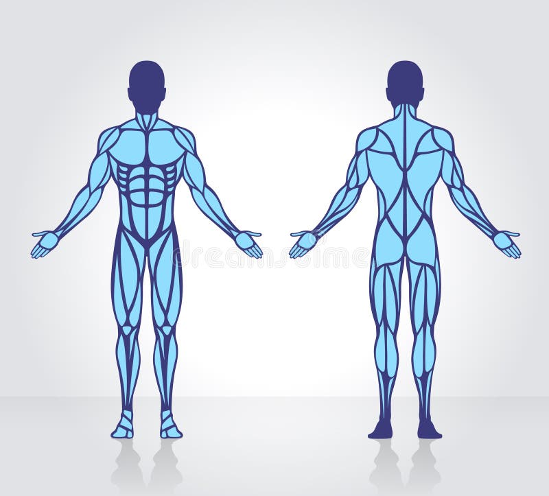 O ser humano muscles o vetor do modelo da anatomia