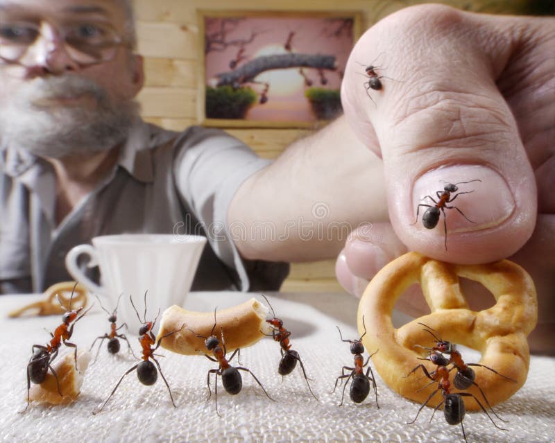 O ser humano recompensa formigas com coze