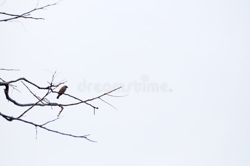 O singură pasăre asiatică care stă într-o ramură de copac moartă în parc royalty free stock images
