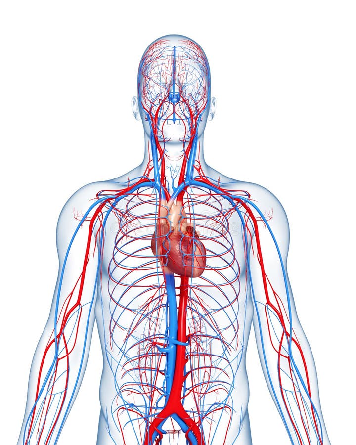 3d art illustration of circulatory system highlights heart. 3d art illustration of circulatory system highlights heart