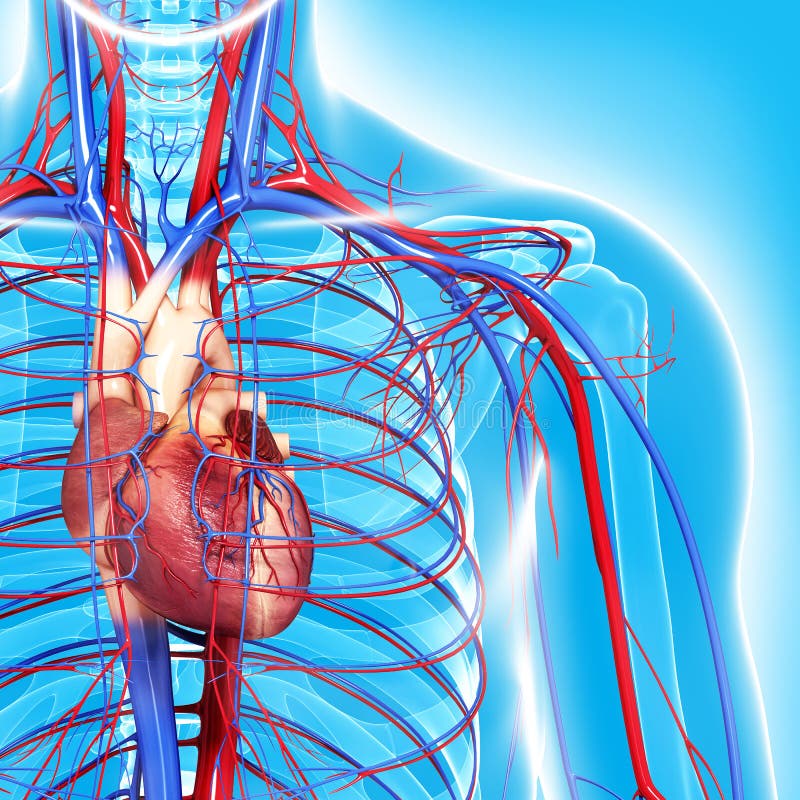 3d art illustration of Circulatory system of half body highlights heart. 3d art illustration of Circulatory system of half body highlights heart