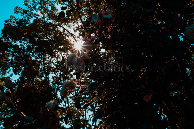 O sol brilha com a diferença na árvore imagens de stock O sol brilha com a diferença na árvore imagens de stock