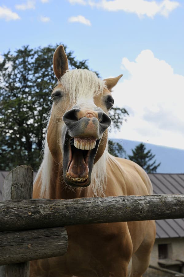 O sorriso do cavalo foto de stock. Imagem de humor, sorriso